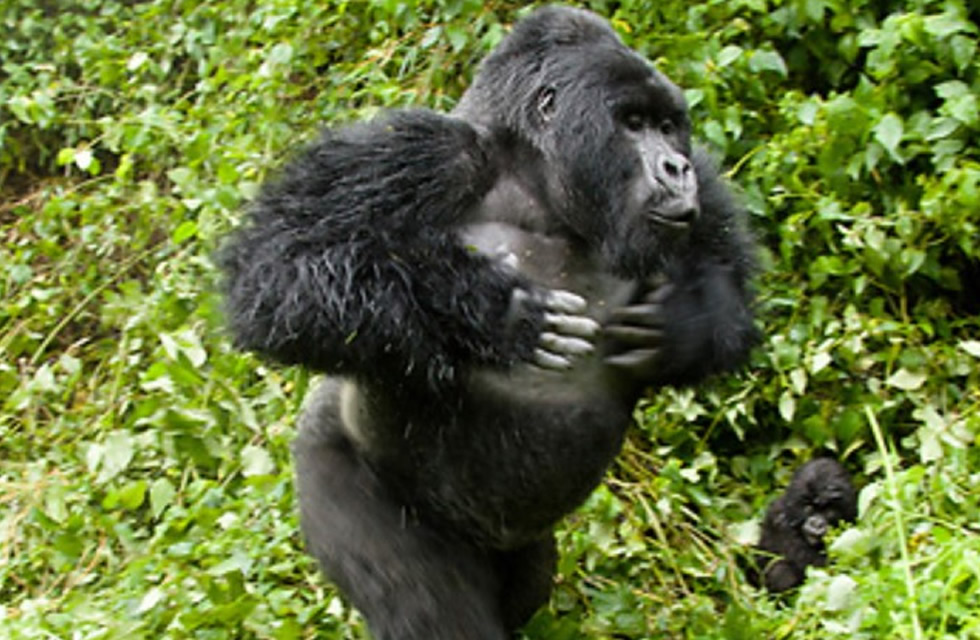 Mountain Gorilla